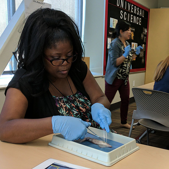 Educator dissects squid at the STEM Studio